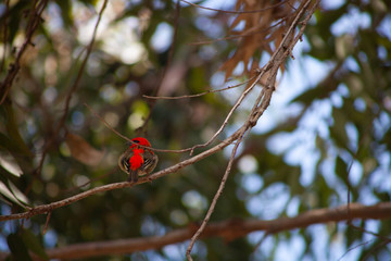les oiseaux de la réunion 