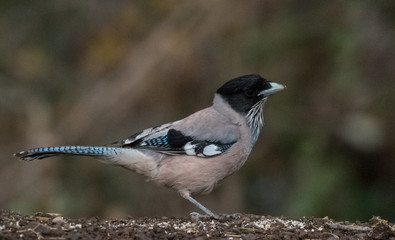Black Headed Jay at Sattal