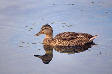 Female mallard duck (Anas platyrhynchus)