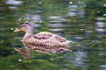 Female mallard duck (Anas platyrhynchus)