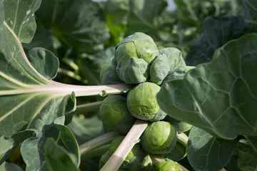 Zelfklevend Fotobehang Sprouts. Vegetable. Farming. Agriculture © A