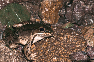 Leopard frog in stream (Lithobates, Ranide)
