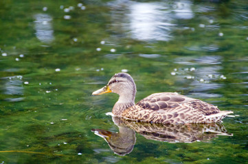 Female mallard duck (Anas platyrhynchus)