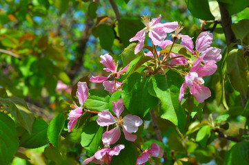 Obraz na płótnie Canvas Pink flowers of the Apple-tree