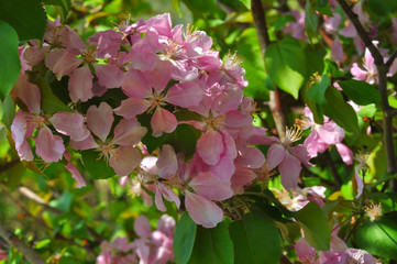 Pink flowers of the Apple-tree