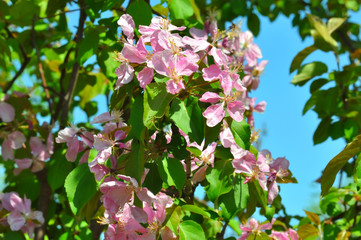 Pink flowers of the Apple-tree