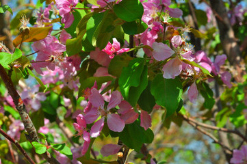 Pink flowers of the Apple-tree