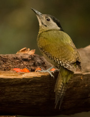 Grey Headed Woodpecker Female Portrait shoot at Sattal
