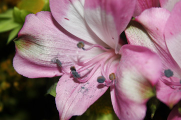 Fototapeta na wymiar Flor de lirio rosa y blanco
