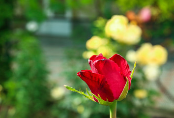 Beautiful blooming red rose in garden on summer day. Space for text