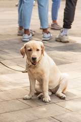 Labrador puppy on a walk