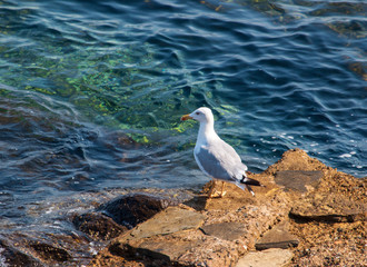 white seagull on a stone in the sea