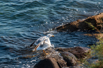 Obraz premium white seagull on a stone in the sea