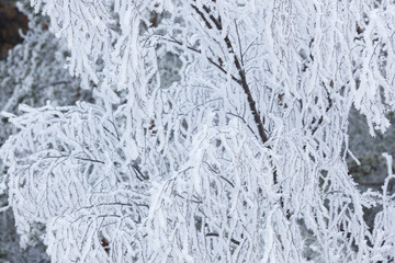 Tree branches covered in hoarforst snow