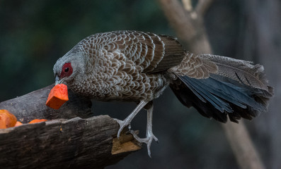 Khaleej Pheasant Female having food