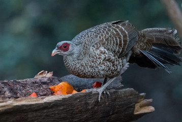 Khaleej Pheasant Female having food