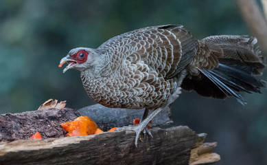 Khaleej Pheasant Female having food