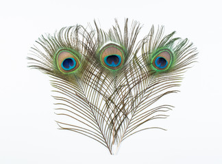 Obraz premium Bright beautiful peacock feathers on white background