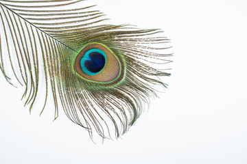 Obraz premium Bright beautiful peacock feathers on white background