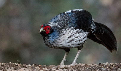 Khaleej Pheasant Male Portrait shoot in their natural habitat at Sattal