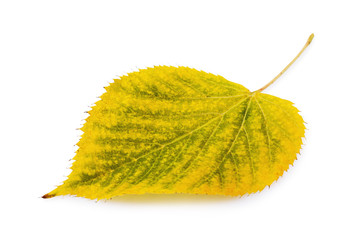 Bright aspen leaf of yellow-green autumnal shades isolated on white background, closeup