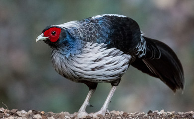 Khaleej Pheasant Male Portrait shoot in their natural habitat at Sattal