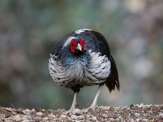 Khaleej Pheasant Male Portrait shoot in their natural habitat at Sattal