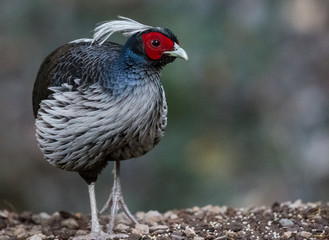 Khaleej Pheasant Male Portrait shoot in their natural habitat at Sattal