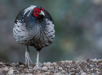 Khaleej Pheasant Male Portrait shoot in their natural habitat at Sattal