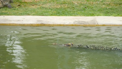 Video 4k of crocodile swimming in the water