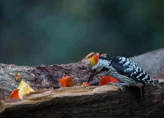 Brown Fronted Woodpecker on tree and having fruits