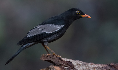 Black Bird Male at Sattal