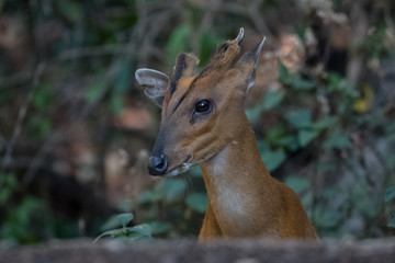Barking Deer closeup shot in natural habitat at Sattal
