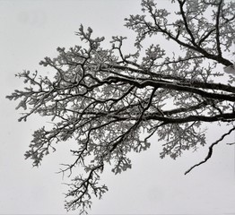 Tree branches covered with snow