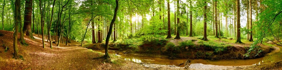 Idyllisches Waldpanorama mit grünen Bäumen und hellem Sonnenlicht im Hintergrund