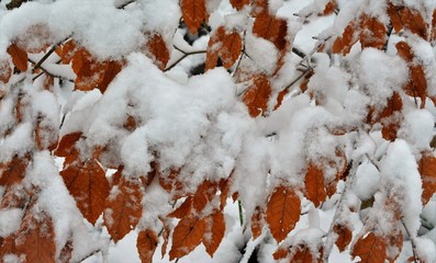 yellow leaves covered with snow