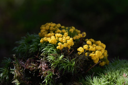 Yellow mushroom of Myxomycetes genus on the moss. Inedible wild slime mold mushroom.