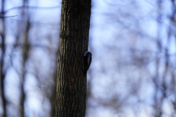 Fototapeta premium Woodpecker pecking away at a tress