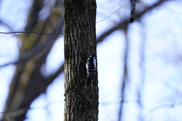Fototapeta premium Woodpecker pecking away at a tress