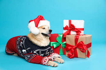 Cute Akita Inu dog in Christmas sweater and Santa hat near gift boxes on blue background