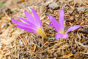 Colchicum montanum, beautiful flower that is born at the end of the summer of a bulb in the high mountains of Spain.