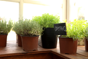 Fresh potted home plants on wooden window sill