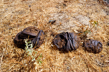 Excrement of a cow in a cattle farm, dung, on a meadow.