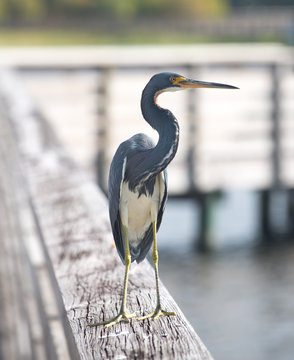 Tri Color Heron Perched On A Rail