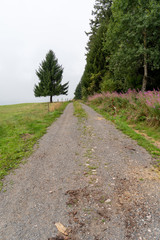 Fototapeta na wymiar Schwarzwald im Hochsommer