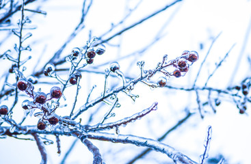 Frozen tree branches with pods in the winter