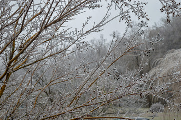 Fototapeta premium Frozen tree in the winter