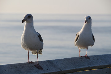 Two seagulls sit on a railing
