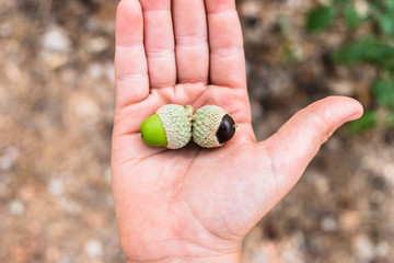 A child holds in his hand some oak acorns that begin to ripen with the arrival of autumn.