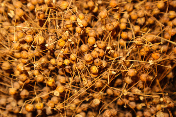 Boxes of ripe flax seed close up background